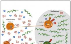 CD8 + T细胞在癌症免疫疗法期间调节肿瘤铁转移