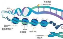 研究发现人类和小鼠中基因调控的趋同进化