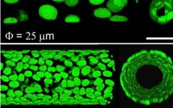 研究人员使用3-D微管平台研究管腔形成