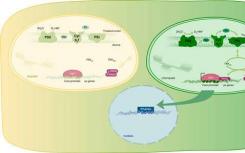 科学家们确定了光与叶绿体发育之间的联系