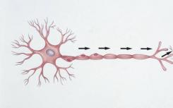 基于生物神经元的计算机芯片可以帮助模拟更大和更复杂的脑模型