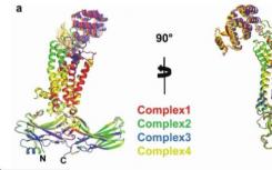 生物物理学家研究了生理条件下KR2视紫红质的结构