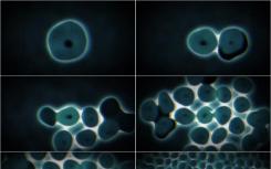 研究人员报告了关于控制细胞分裂的研究结果