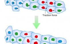 发现确定集体细胞迁移方向的机制