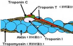 新的分子间表面力揭示了肌动球蛋白的驱动机制