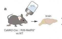 检测小鼠活动脑中的新蛋白质