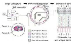 科学家们创造了用于单个人类细胞的超精确基因组测序的装置