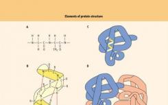研究为小古老蛋白质的关键有益功能提供了新的见解