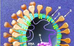 研究发现宿主细胞酶对于抑制突变形式的冠状病毒至关重要
