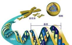 科学家开发出新的遗传工具来修改和理解基因功能