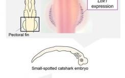 研究人员建立了软骨鱼类脊椎动物肢体肌肉发育的基础