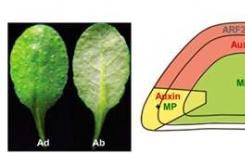 生长素驱使叶子变平