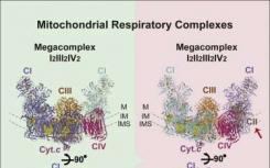 线粒体呼吸超复合物的完整结构解码
