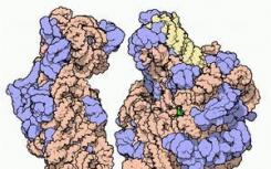 研究人员发现核糖体在人体细胞中的新功能