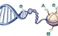 表观遗传学研究为癌症联合治疗提供了新方法