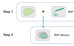 IDT发布新的超高性能CRISPR Cas12a酶