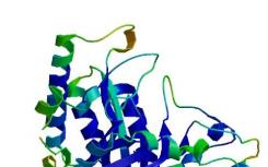 研究揭示了更简单的生物如何管理不完全蛋白质的循环