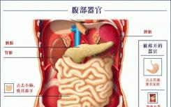 用于产生可再生类器官的新方法