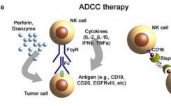 先天免疫受体操纵可能导致新的癌症治疗