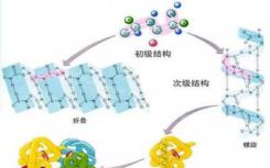 研究人员探测蛋白质多样性