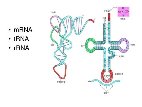 DNA显微镜在空间上映射细胞和组织中的DNA和其他生物分子