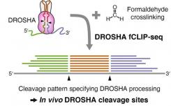 科学家开发了一种新方法来了解DROSHA蛋白切割的位置和位置