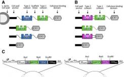 循环基因组如何使用cohesin