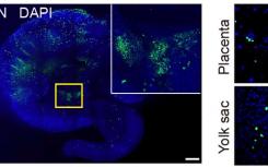 科学家们扩展了干细胞重新生长任何组织类型的能力