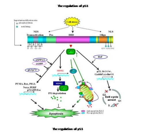 研究鉴定了与调节基因p53的过程相互作用的蛋白质