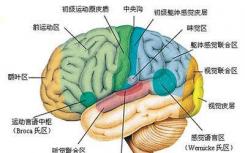 研究揭示了大脑的基本结构是如何形成的