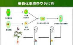 发育中的脊椎动物的性腺中的体细胞为生殖细胞提供激素等提示