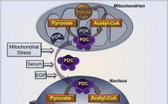 发现丙酮酸脱氢酶激酶抑制剂取得新进展