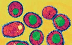 科学家通过遗传工程改造酵母