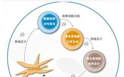 一种新型的细胞过程 可吞噬纳米尺寸的材料