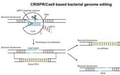 CRISPR基础编辑为活细胞计算提供了升级