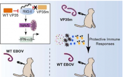 突变体减毒埃博拉病毒免疫非人灵长类动物