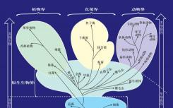 为什么病毒需要重新分类及其对生物技术的影响