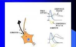 研究人员确定了两组与李氏综合征相关的神经元