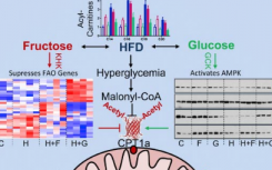 最新研究称 高脂加果糖饮食改变了肝脏线粒体的大小和功能