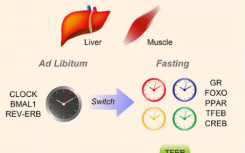 禁食影响周围的生物钟 改善整体健康状况