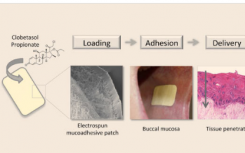 研究人员开发出粘在口腔内的粘液黏贴膏药