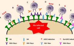 研究人员朝着开发针对流感病毒的通用疫苗迈出了一步