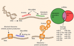 科学家发现焦虑与代谢紊乱之间的分子联系