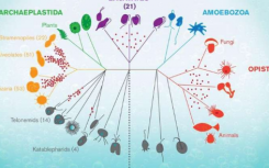 水生微生物为生命史提供了重要的窗口