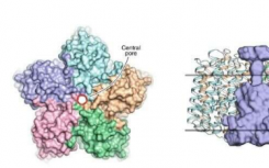 科学家揭示病毒视紫红质的结构