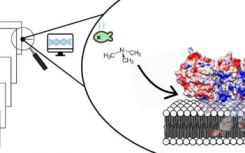 复活的蛋白质揭示了重要酶的结构