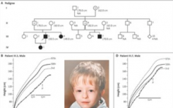 科普人类中的马尔堡病毒及父本遗传的IGF2突变和生长限制