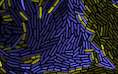 观察性研究揭示了短程相互作用控制微生物群落的动力学