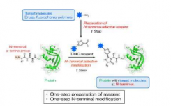 简单的单步蛋白质N末端修饰