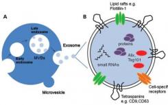 新的无标记显微镜技术可更好地可视化细胞外囊泡